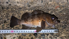 シロメバルの釣果