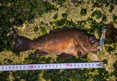 アカメバルの釣果