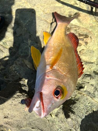オキフエダイの釣果