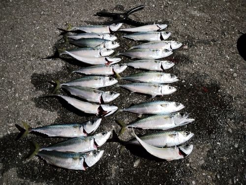 サバの釣果