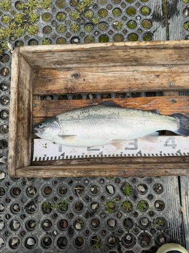トラウトの釣果