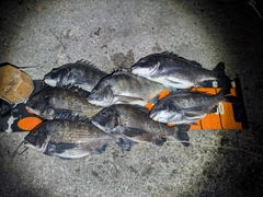 クロダイの釣果