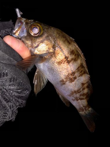メバルの釣果