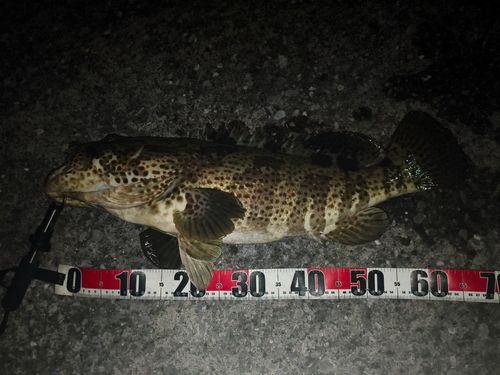 チャイロマルハタの釣果