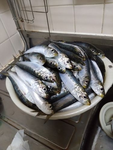 イワシの釣果