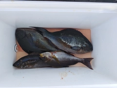 グレの釣果
