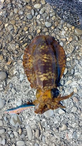 アオリイカの釣果