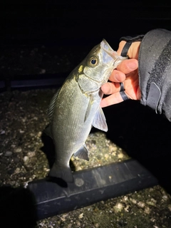 セイゴ（マルスズキ）の釣果