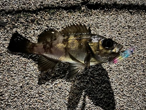 メバルの釣果