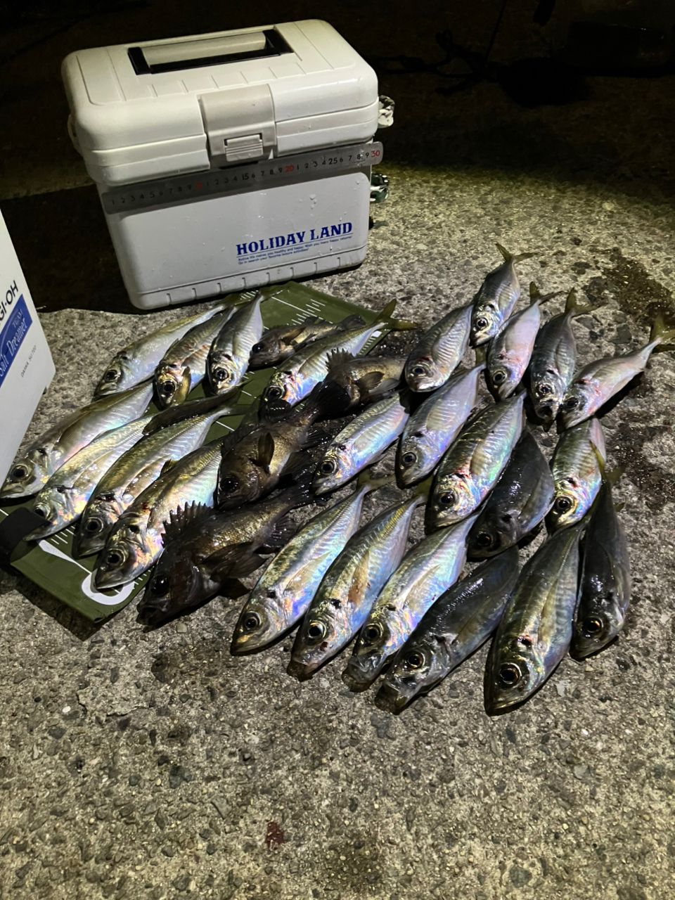 AD5-S622L／AJI 鯵道5G アジング 即日発送 【公式通販】