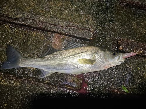 セイゴ（マルスズキ）の釣果