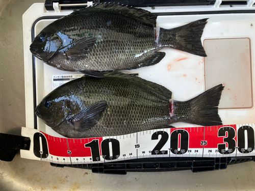 メジナの釣果