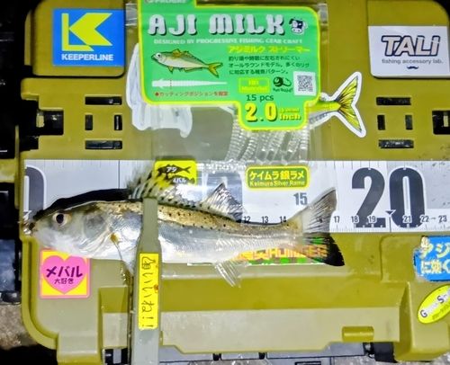 シーバスの釣果