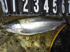 ニジマスの釣果