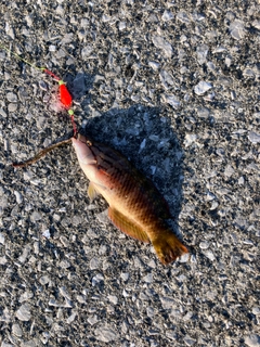 アカササノハベラの釣果