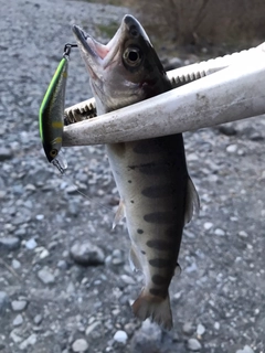 ヤマメの釣果
