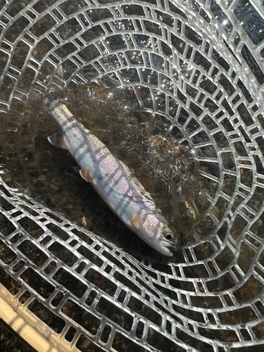 レインボートラウトの釣果