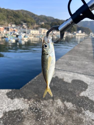 マアジの釣果