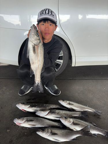 ヒラスズキの釣果