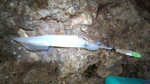 ヤリイカの釣果
