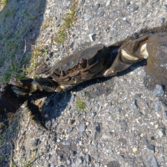 モクズガニの釣果