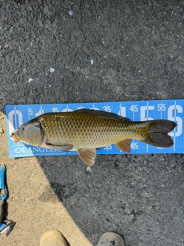 コイの釣果