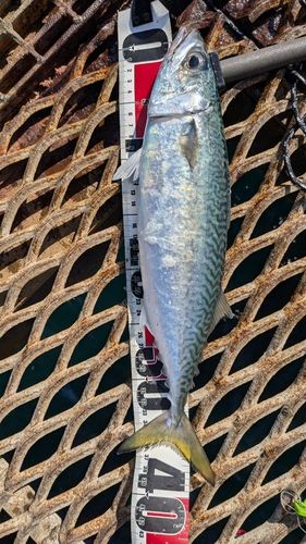 サバの釣果