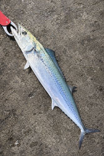 サゴシの釣果