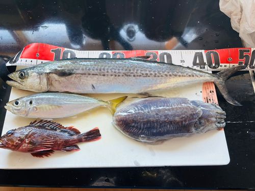 サゴシの釣果