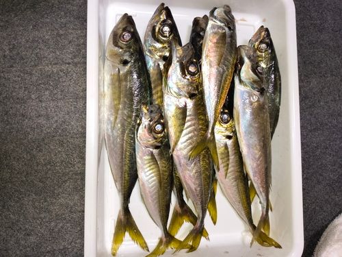 マアジの釣果