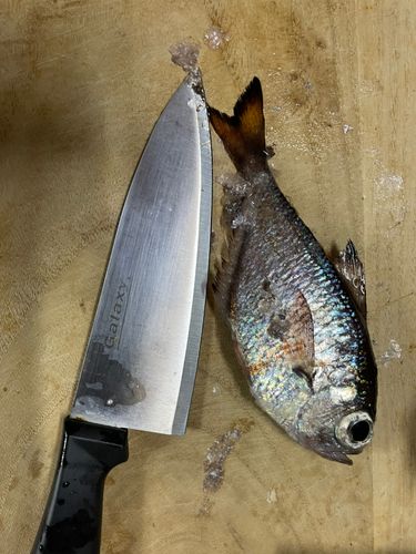 ハタンポの釣果