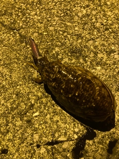 コウイカの釣果