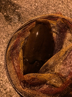 コウイカの釣果