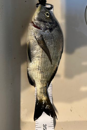 チヌの釣果