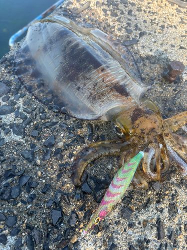 アオリイカの釣果