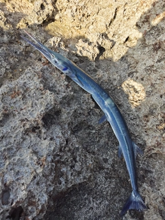 オキザヨリの釣果