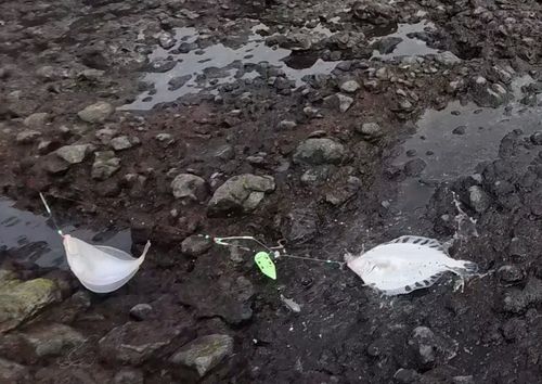 ホッケの釣果
