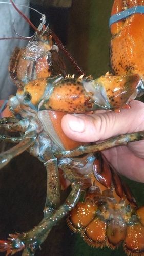 ウチダザリガニの釣果