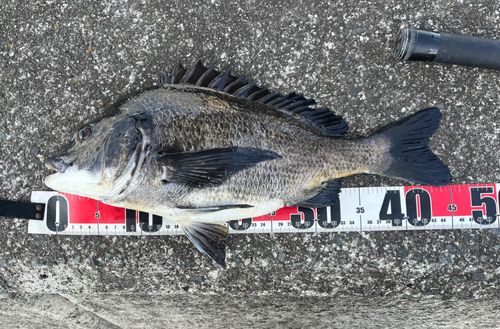 チヌの釣果