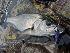 ヒラスズキの釣果