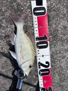 チャリコの釣果