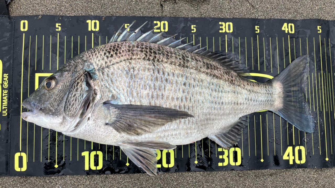 SHIMANO 23ソアレ BB S80L-Sの最安値・インプレ・釣果 | 本音の口コミ