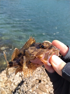 アラカブの釣果
