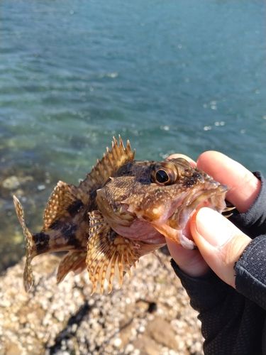 アラカブの釣果
