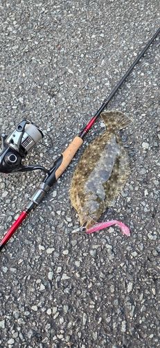 島原湾で釣れたヒラメの釣り・釣果情報 - アングラーズ | 釣果600万件