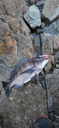 大矢野島で釣れたチヌの釣り・釣果情報 - アングラーズ | 釣果600万件