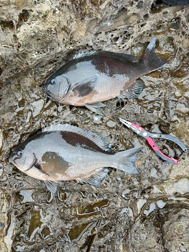 グレの釣果
