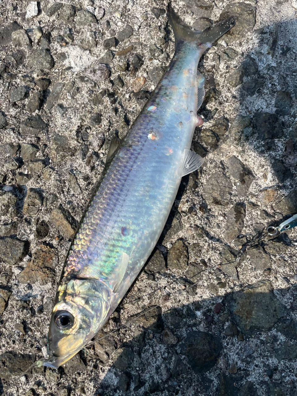 ニコ1 さんの 2026年03月17日のニシンの釣り・釣果情報(北海道 - 石狩 
