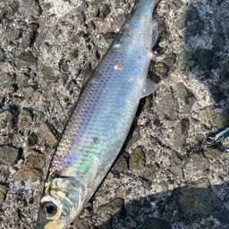 ニコ1 さんの 2026年03月17日のニシンの釣り・釣果情報(北海道 - 石狩