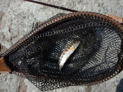 アマゴの釣果